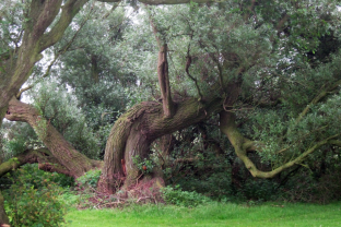 baum