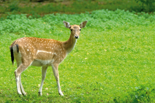 natur_pur_rehe