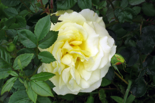 rosengarten